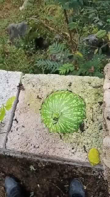 搞笑吃瓜长视频,带你领略欢乐无限