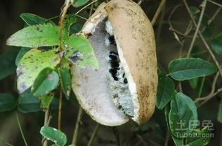 八月瓜如何弄熟吃视频,家常美味轻松学