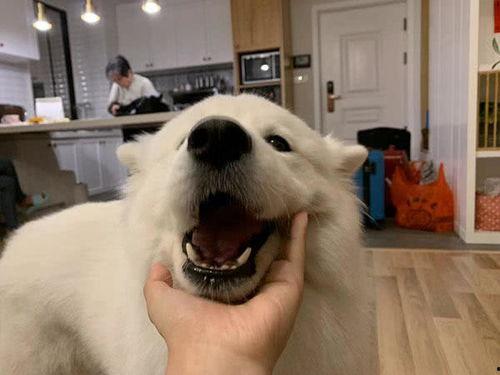 萨摩耶吃蜜瓜视频,萌态十足引网友爆笑