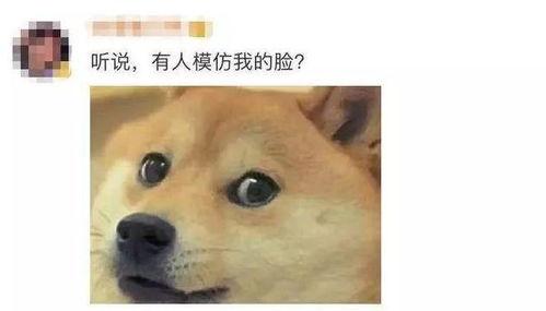 狗头吃瓜素材视频大全下载,盘点热门素材视频大全下载