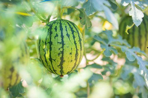 辽宁玉瓜怎么吃最好吃视频,辽宁玉瓜美味食法大揭秘