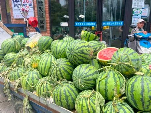 吊瓜能给柯基吃吗视频大全,吊瓜食用指南