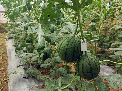 吊瓜能给柯基吃吗视频大全,吊瓜食用指南