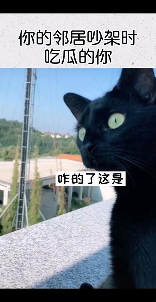 外国邻居吵架吃瓜视频在线观看,一场激烈争吵的吃瓜大戏