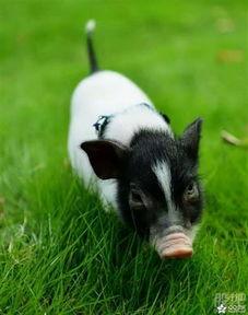 小香猪吃哈密瓜视频大全,哈密瓜盛宴视频大盘点