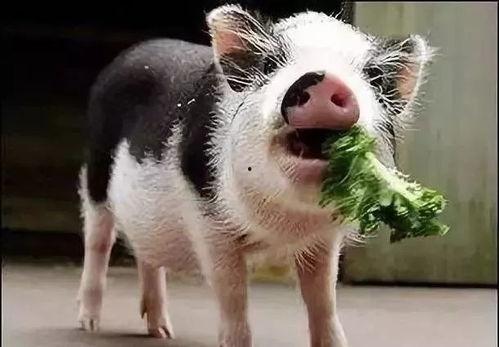 小香猪吃哈密瓜视频大全,哈密瓜盛宴视频大盘点