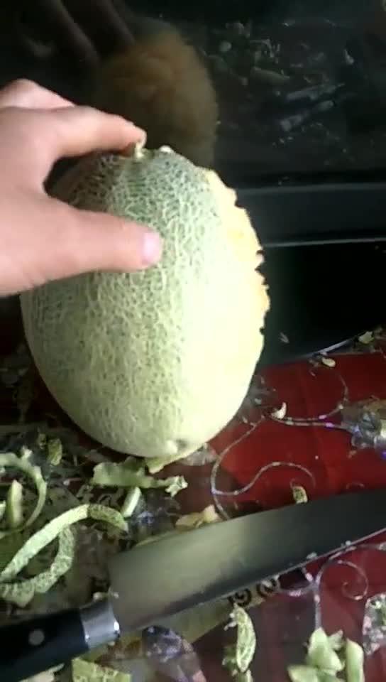 蝌蚪吃哈密瓜视频,蝌蚪品尝哈密瓜的趣味瞬间