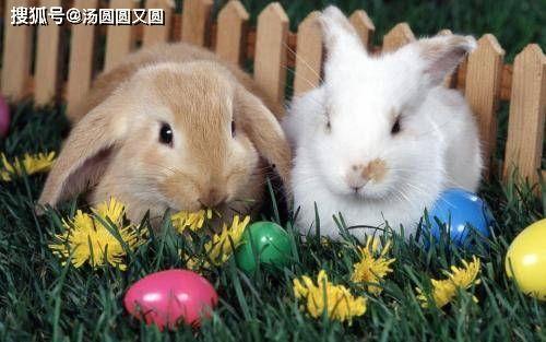 小兔会吃洋瓜吗视频播放,一场味蕾的冒险之旅