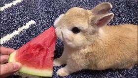 小兔会吃洋瓜吗视频播放,一场味蕾的冒险之旅