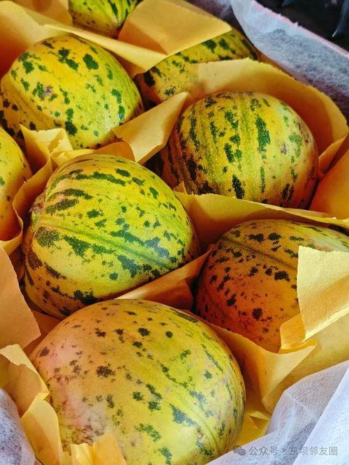 怎么吃爆炸瓜最好吃视频,爆炸瓜的最佳食用攻略