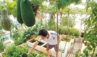 东城楼顶冻腚的吃瓜视频,一场冰火两重天的网络热议