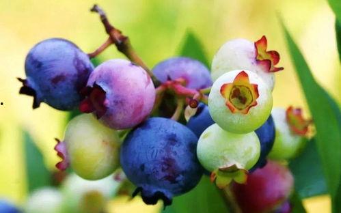 回家吃八月瓜搞笑视频,笑料连连，瓜味十足！