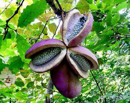 回家吃八月瓜搞笑视频,笑料连连，瓜味十足！