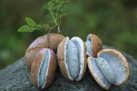 回家吃八月瓜搞笑视频,笑料连连，瓜味十足！