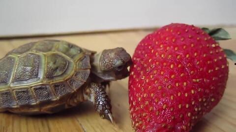 吃哈密瓜的小乌龟视频,萌态十足引网友热议