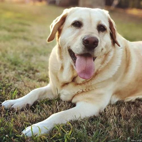 吃瓜的拉布拉多原视频,萌宠搞笑瞬间大盘点
