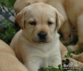 吃瓜的拉布拉多原视频,萌宠搞笑瞬间大盘点