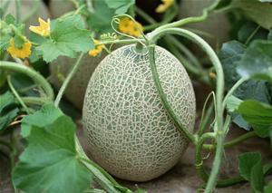 打工仔吃哈密瓜好吗视频,甜蜜滋味中的生活小确幸