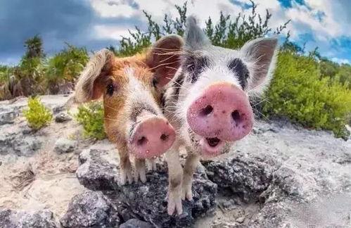 粉色的猪吃瓜视频,趣味视频背后的故事