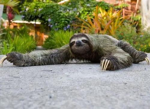 动物吃瓜趣味视频,动物们的趣味吃瓜大作战