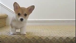 动物吃瓜趣味视频,动物们的趣味吃瓜大作战