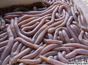 大嘴瓜吃虫子的视频大全,萌宠视频大全集锦