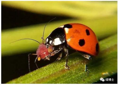 大嘴瓜吃虫子的视频大全,萌宠视频大全集锦