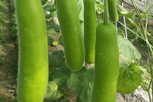 大瓠瓜怎么吃最好吃呢视频,视频教你如何烹饪最佳口感