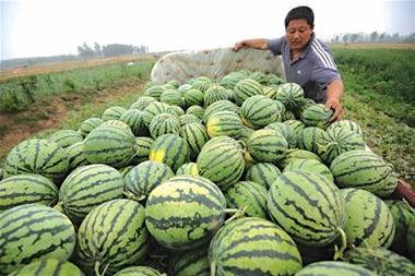 高密大事件吃瓜视频,揭秘吃瓜群众的狂欢盛宴