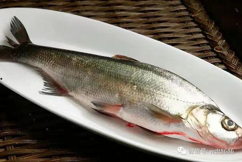 军人吃八瓜鱼好吗视频,军人的美味佳肴，营养与口感的完美结合