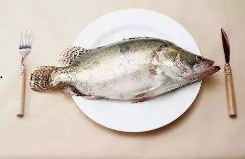 军人吃八瓜鱼好吗视频,军人的美味佳肴，营养与口感的完美结合