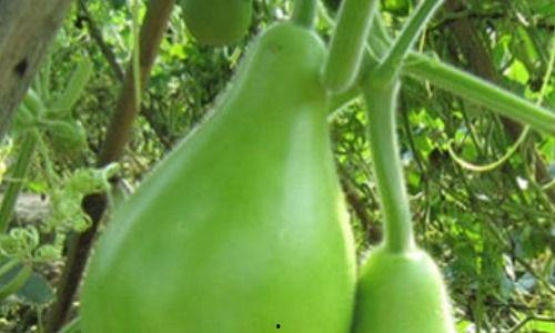 吃瓠瓜好放屁吗视频,吃瓠瓜真的会导致放屁吗？