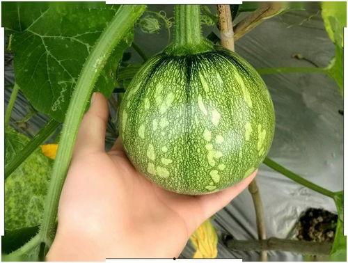 浙江人吃蒲瓜视频大全集