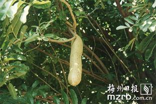 吊瓜树种子可以吃吗视频,美味可口的天然零食探索