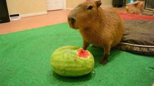 大水豚吃瓜视频,萌态十足引网友爆笑