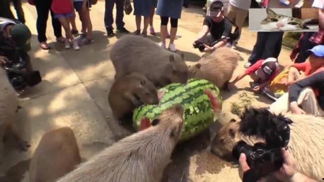 大水豚吃瓜视频,萌态十足引网友爆笑