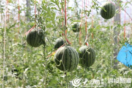 天水吃瓜事件真相视频,揭秘真相背后的惊人内幕