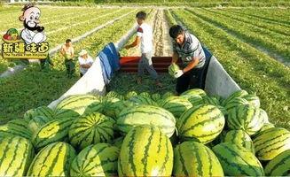 库尔勒最新吃瓜事件视频