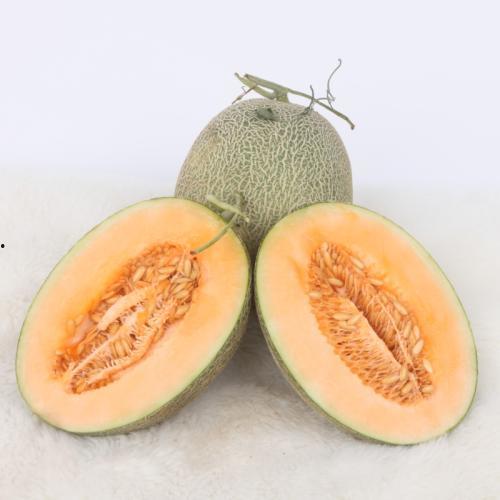 外地游客吃哈密瓜视频