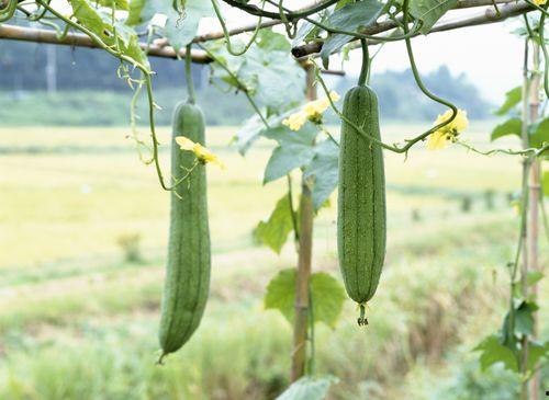 夏天来了吃瓜完整视频,跟随视频一起探索夏日吃瓜乐趣